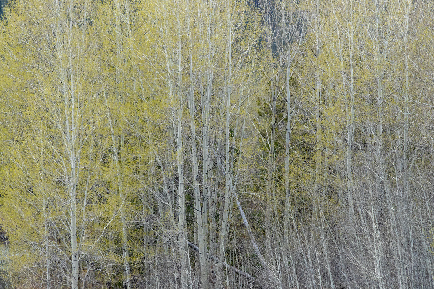 Spring Aspen Maze