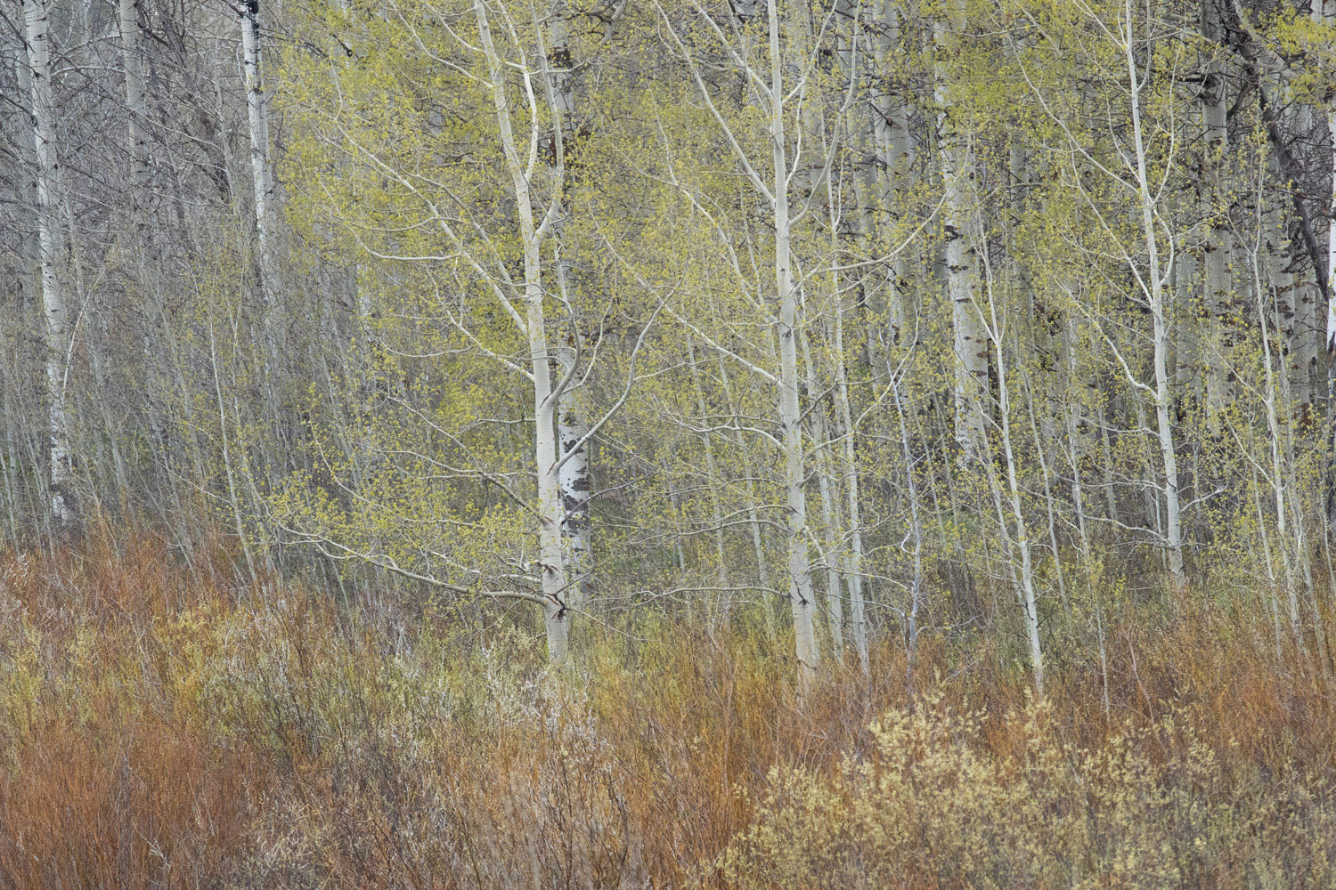 Spring Palette Springtime Palette in the Tetons