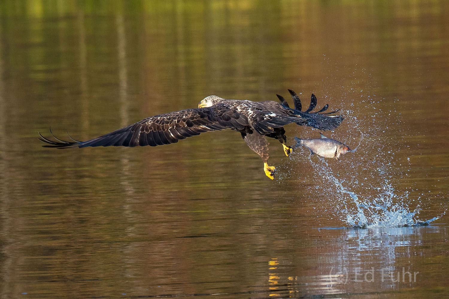 An immature bald eagle loses hold of its fish prey.