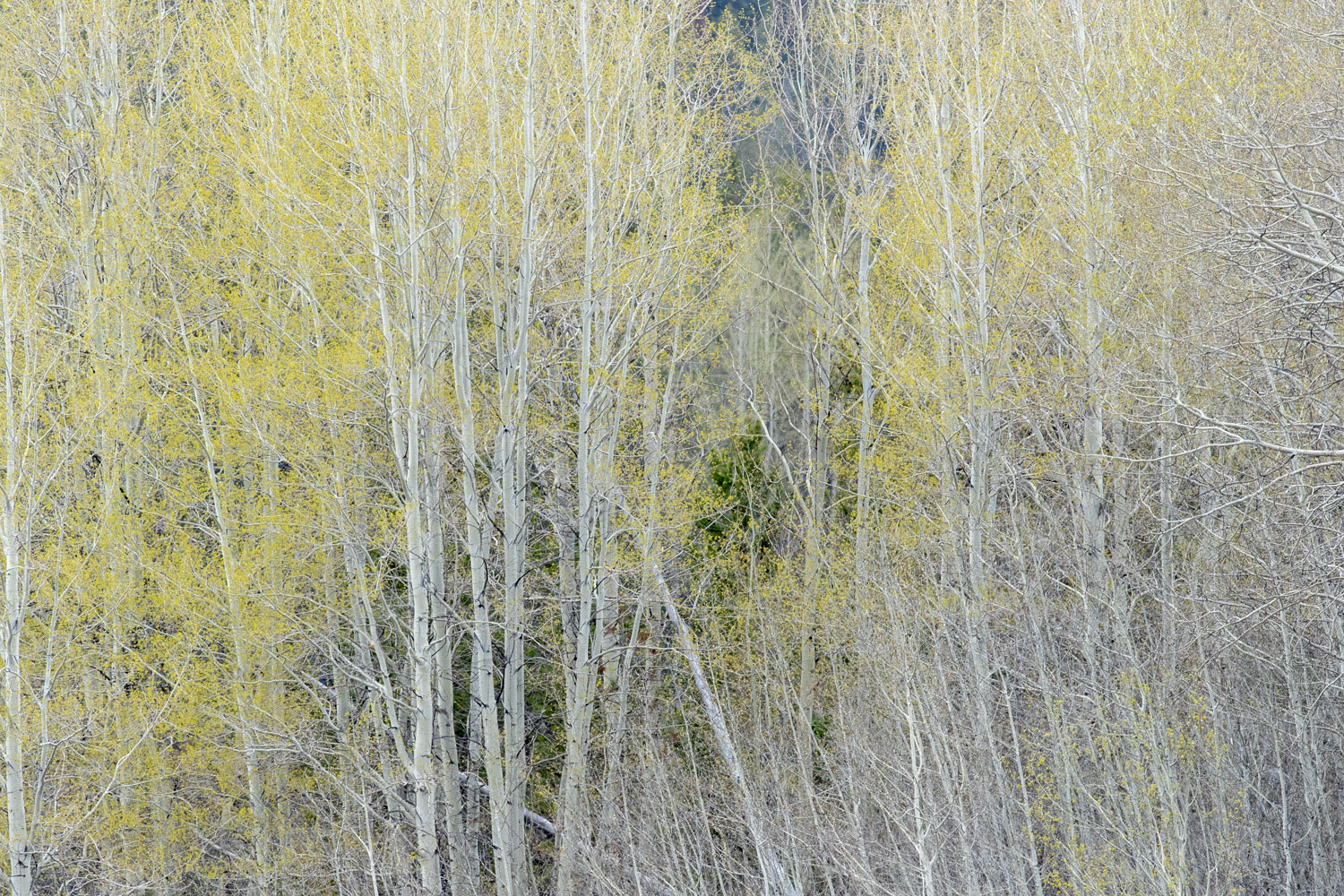 Pines in a Spring Aspen Grove