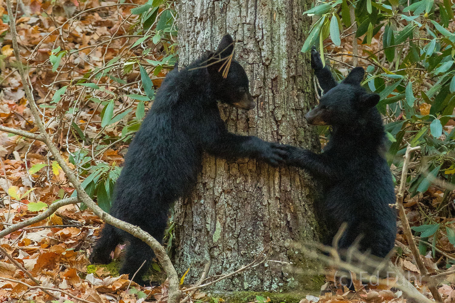 Two cubs shake before they compete in their tree climbing escapades.