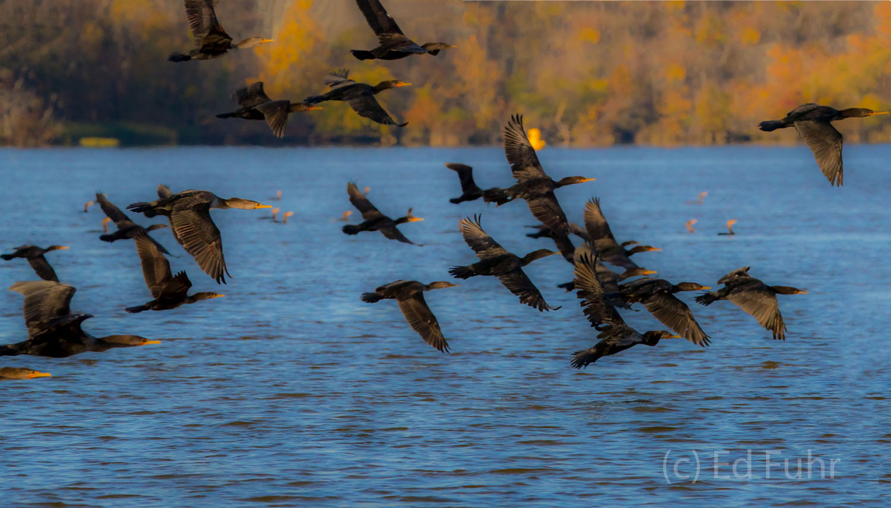Dozens of cormorants fly through the early morning light above the James River.
