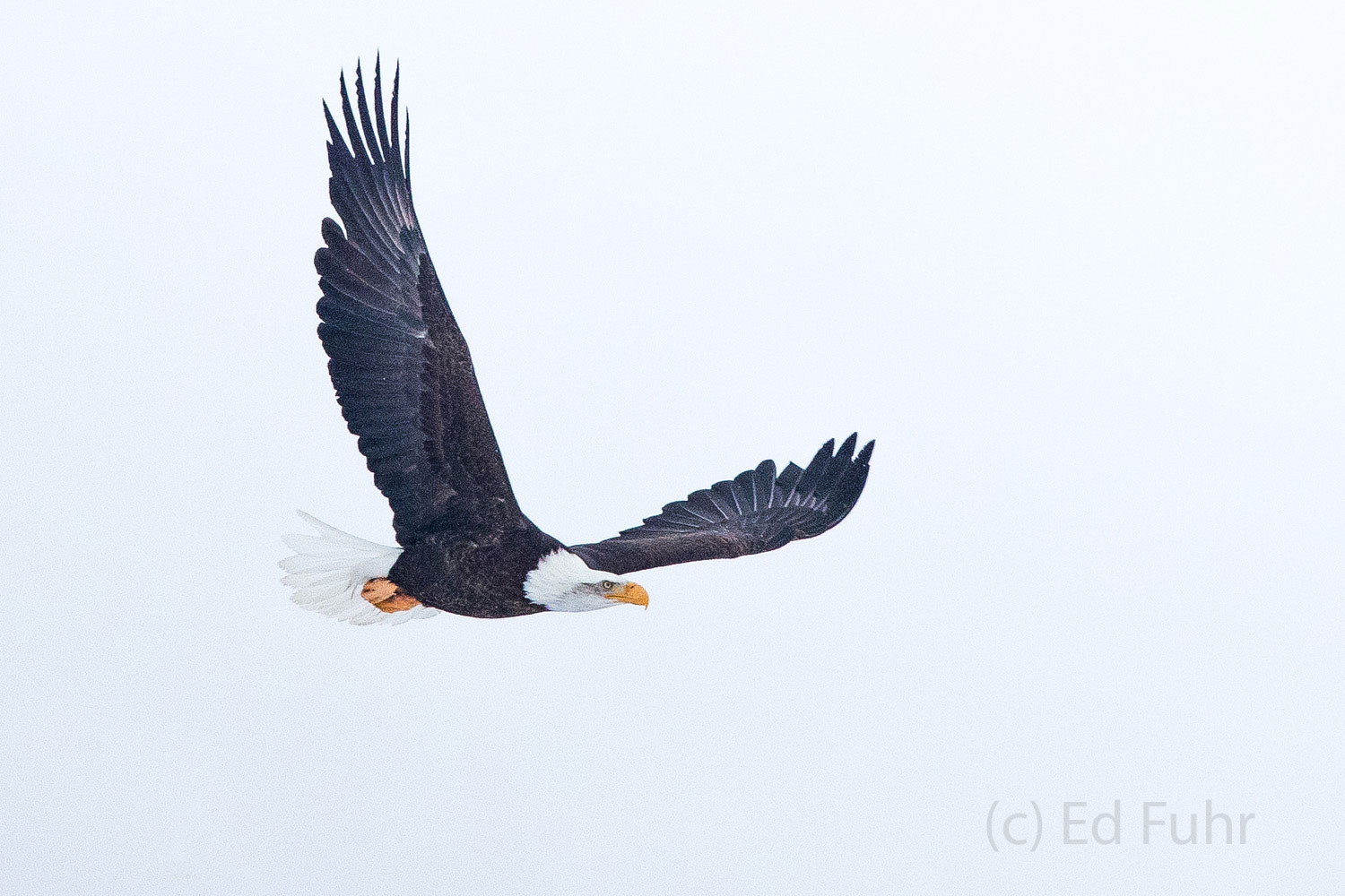 After hours of waiting, this eagle soars toward the Gros Ventre river where he might have better luck finding prey or a carcass...