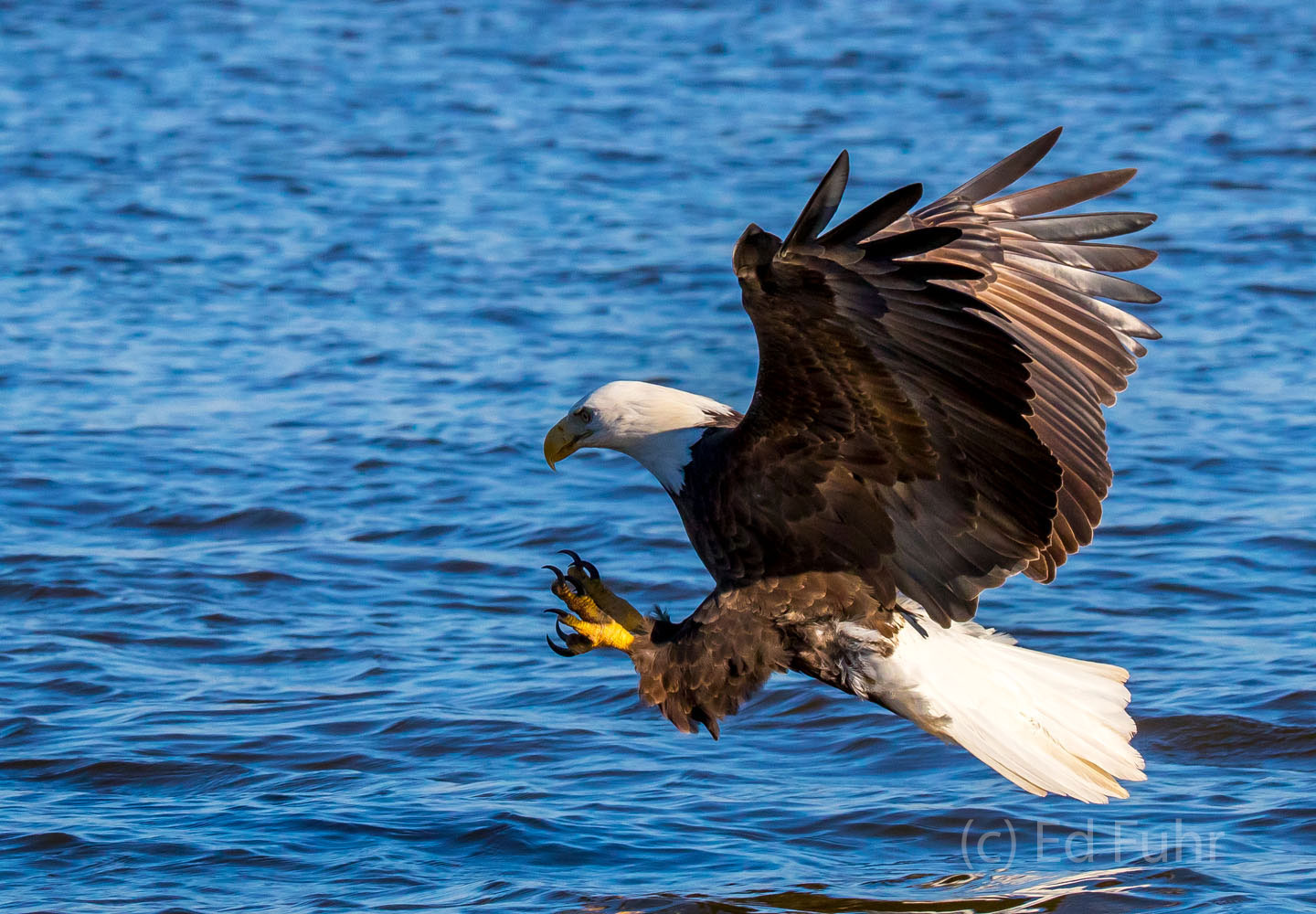A bald eagle approaches an unsuspecting fish.