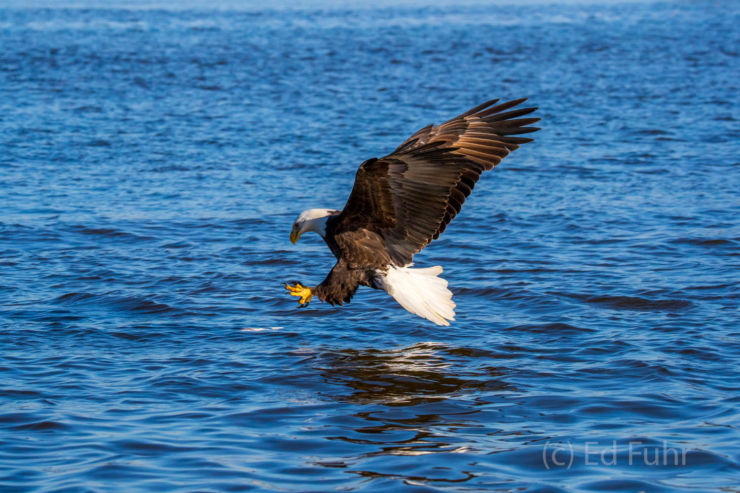 An eagle prepares to strike.