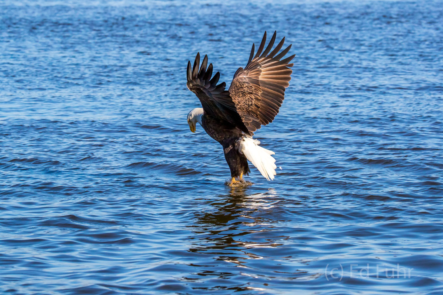 A bald eagle strikes for breakfast.