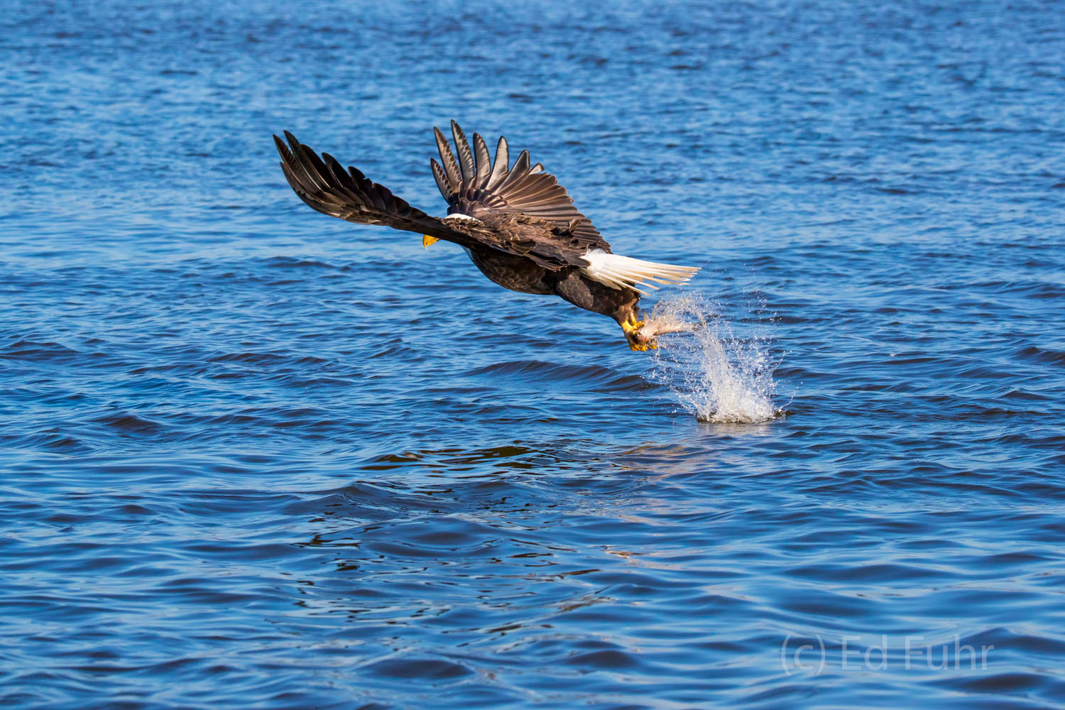 A bald eagle rises from the James River with dinner secured for herself and her young chicks.
