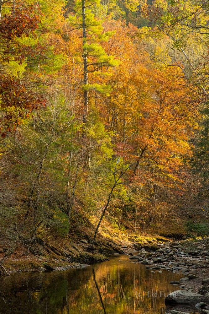 Autumn reflects in the still waters of a pond remaining in this mountain stream.