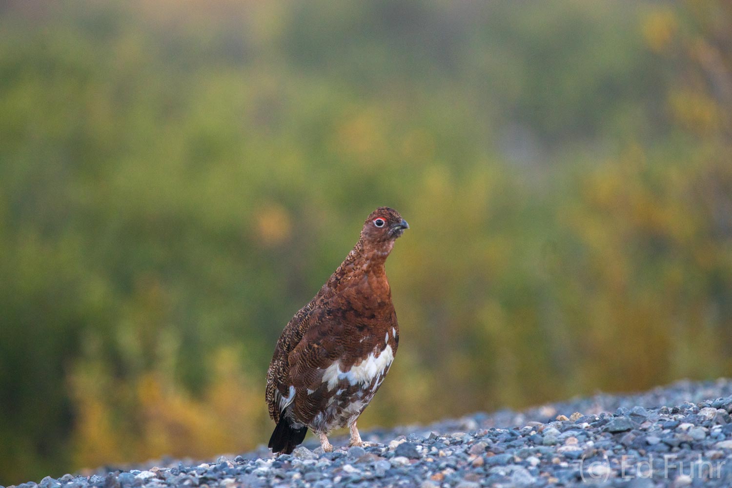 Willow Ptarmigans can often be found along the Park Road.&nbsp; In winter they turn white to blend better into their surroundings...