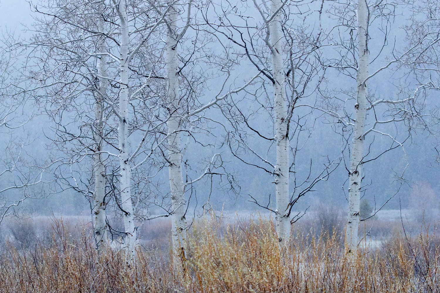 Spring Snow in the Meadow A light snow begins to fall in the meadow behind these aspen.