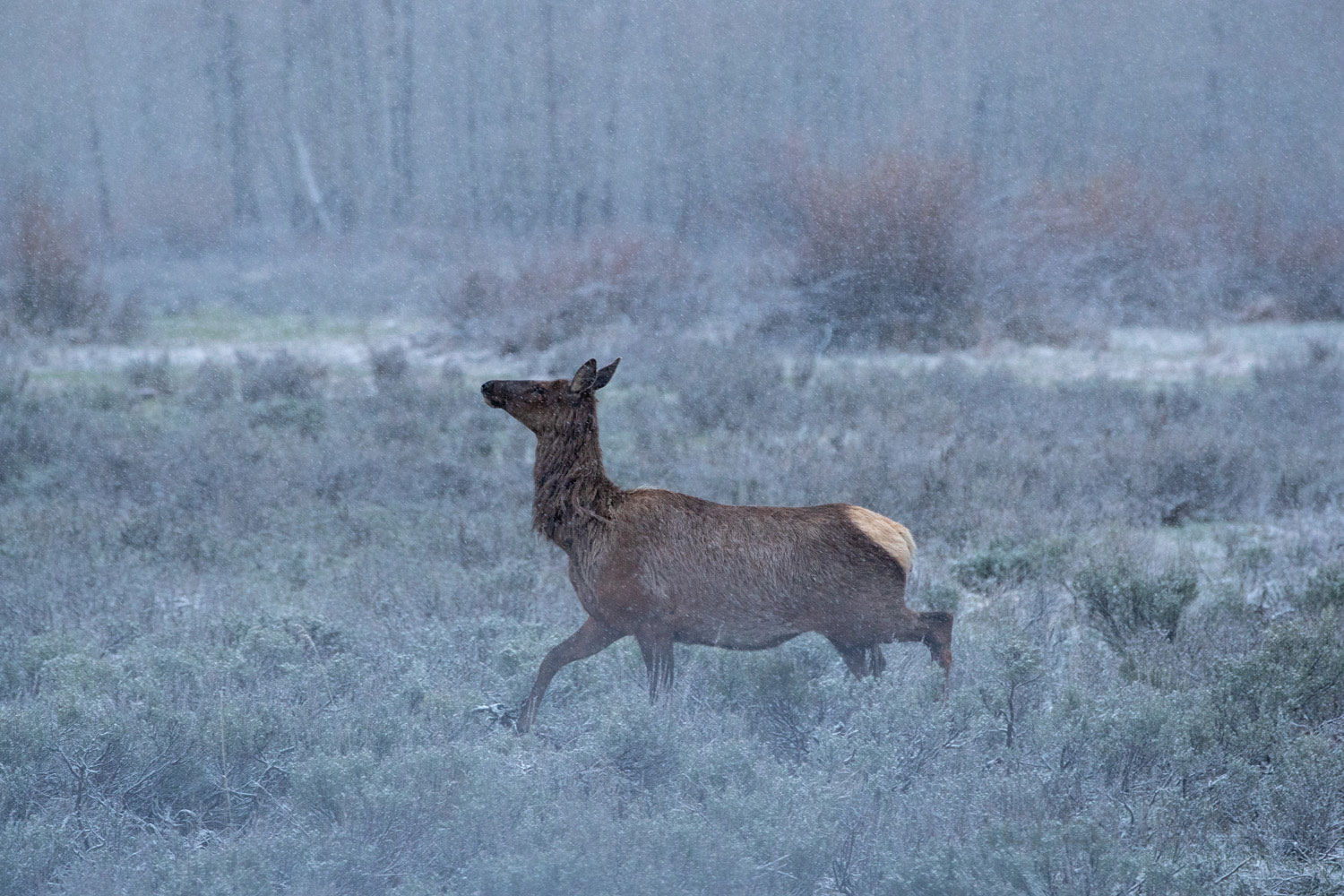 Winter Retreat A cow elk runs across the open meadow as snow begins to fall. During the daylight hours, elk will avoid the dangers of the open...