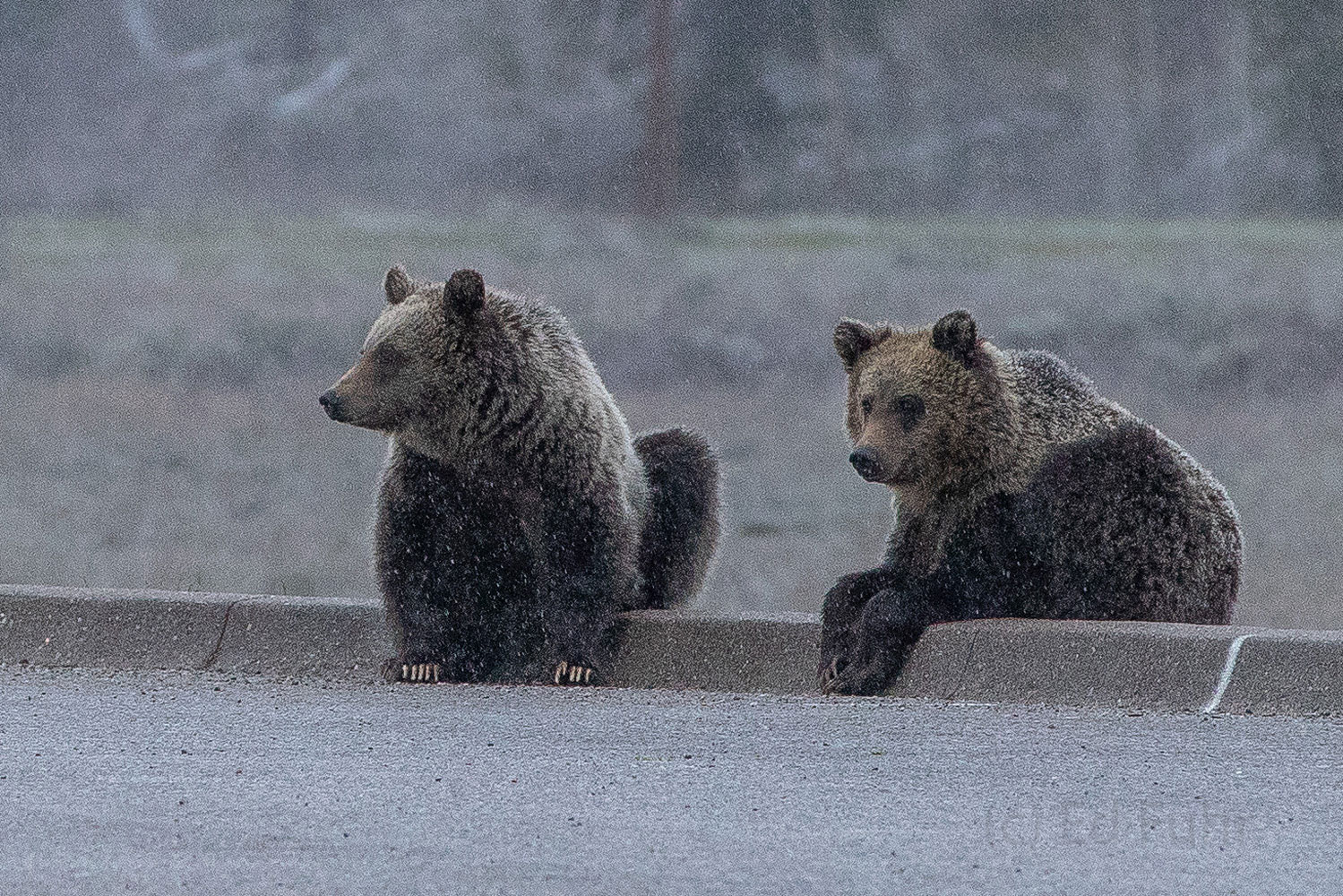 Curbside Two subadult grizzlies, cubs of Blondie, lounge on a roadside curb in the early dawn, as snow begins to fall.