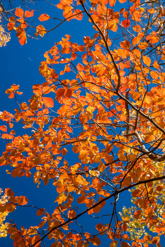 Rare Red Aspen Most aspen turn yellow or sometime orange in fall; only rarely will you find one that has turned so red.