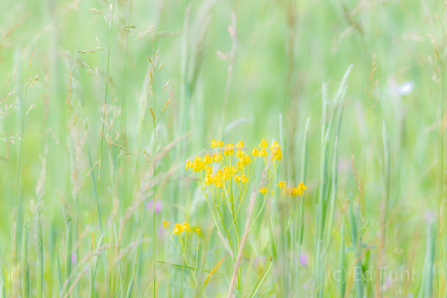 Spring Yellow Springtime flower in Cades Cove
