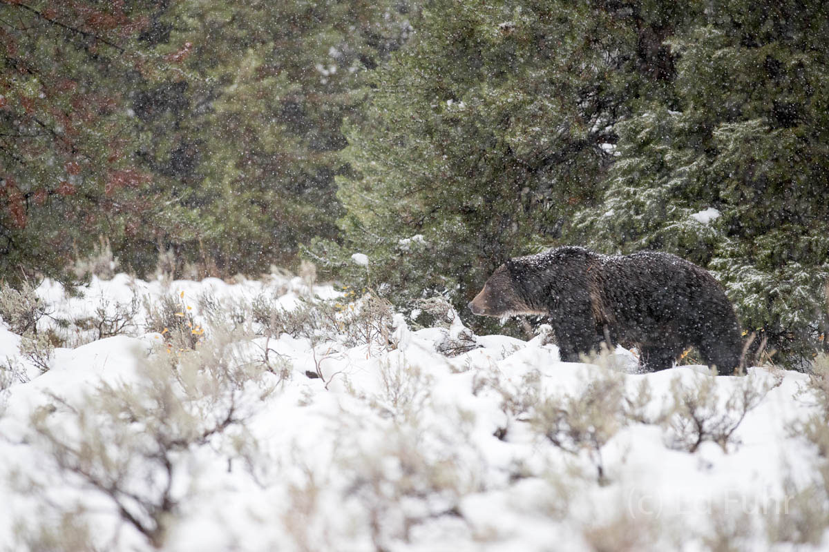 Early Winter for a Hungry Black Bear aspen, snow, autumn, moose, 2017, Tetons, Grand Teton