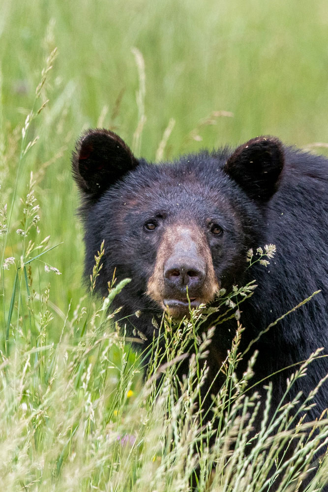 In the Grasses A black bear chews on grasses and flowers near one of the old homesteads that dot Cades Cove.