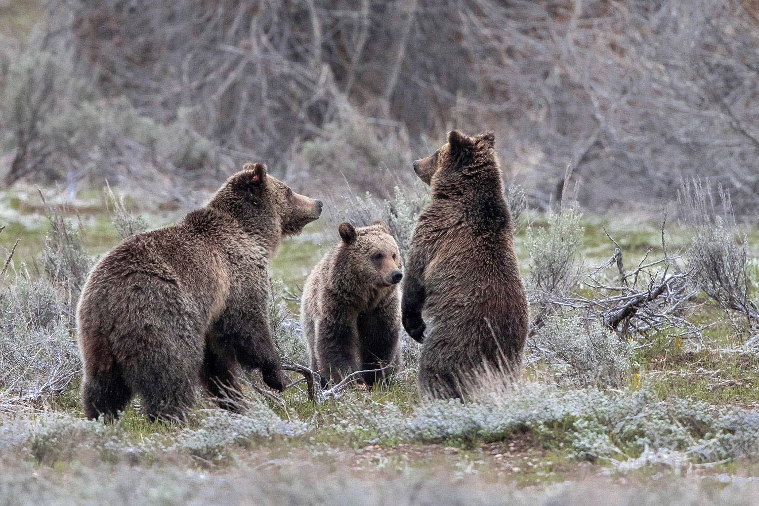 A grizzly bear nicknamed Blondie moves her cubs along.