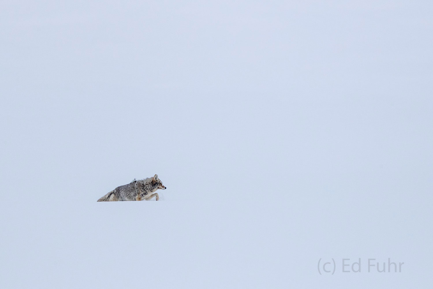 The desolate landscape is punctuated by a coyote that bravely searches for food in a blowing snow.