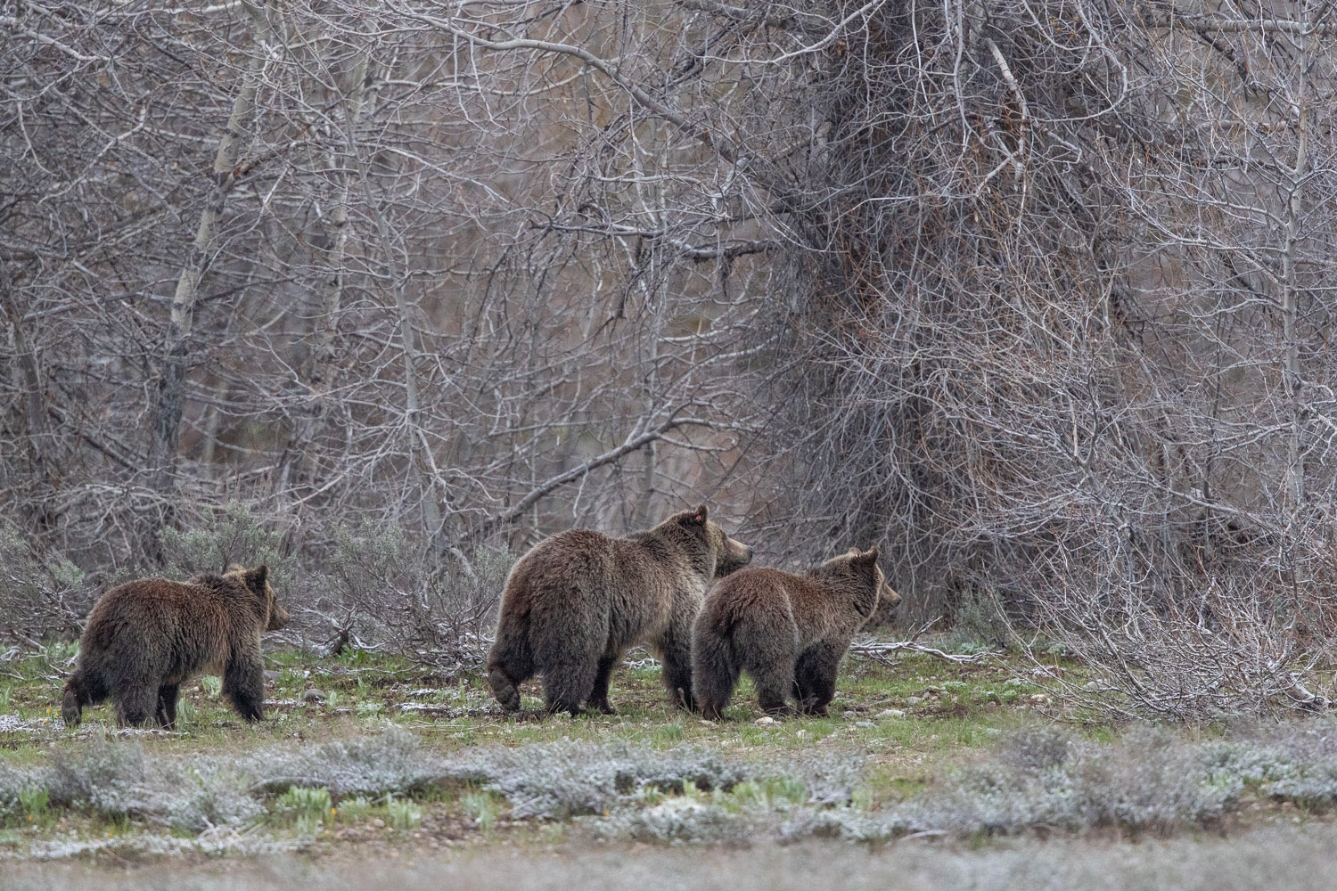 Not Much Longer Blondie and her two subadult cubs head to the thicket in the gently falling snow. These cubs have been with her for two years...