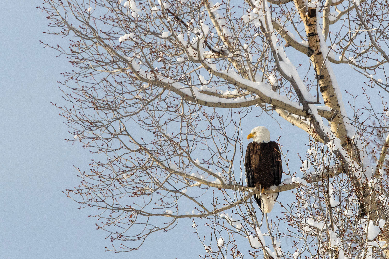 A bald eagle sits on a snow-covered branch of a cottonwood along the banks of the Gros Ventre river.