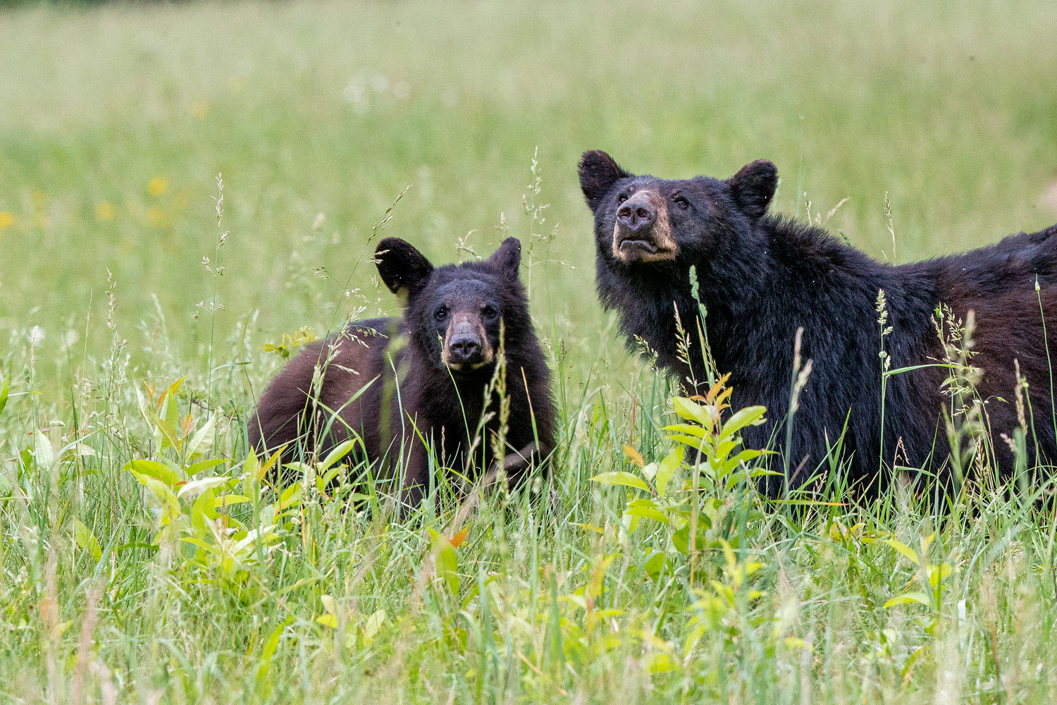 What Do You Think They Want? A black bear and one of her two year old cubs look up from a meal of grasses and roots.