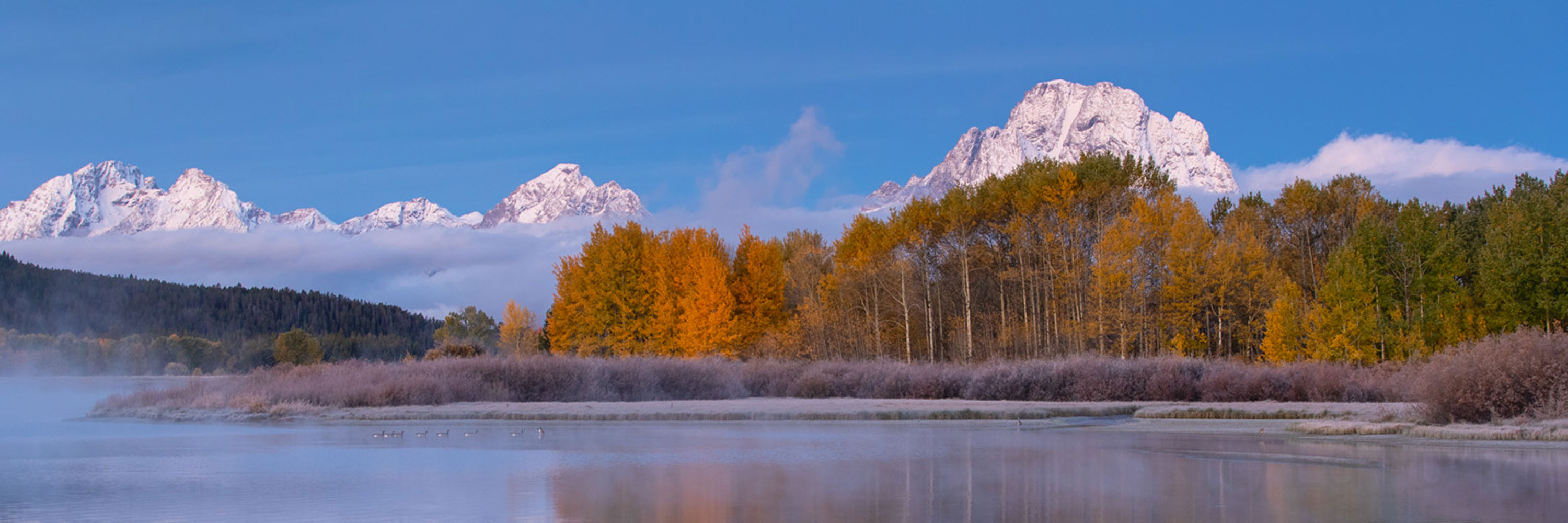 Fog rises above Jackson Lake as geese and other waterfowl float serenely on Obow Bend against a backdrop of golden aspen and...