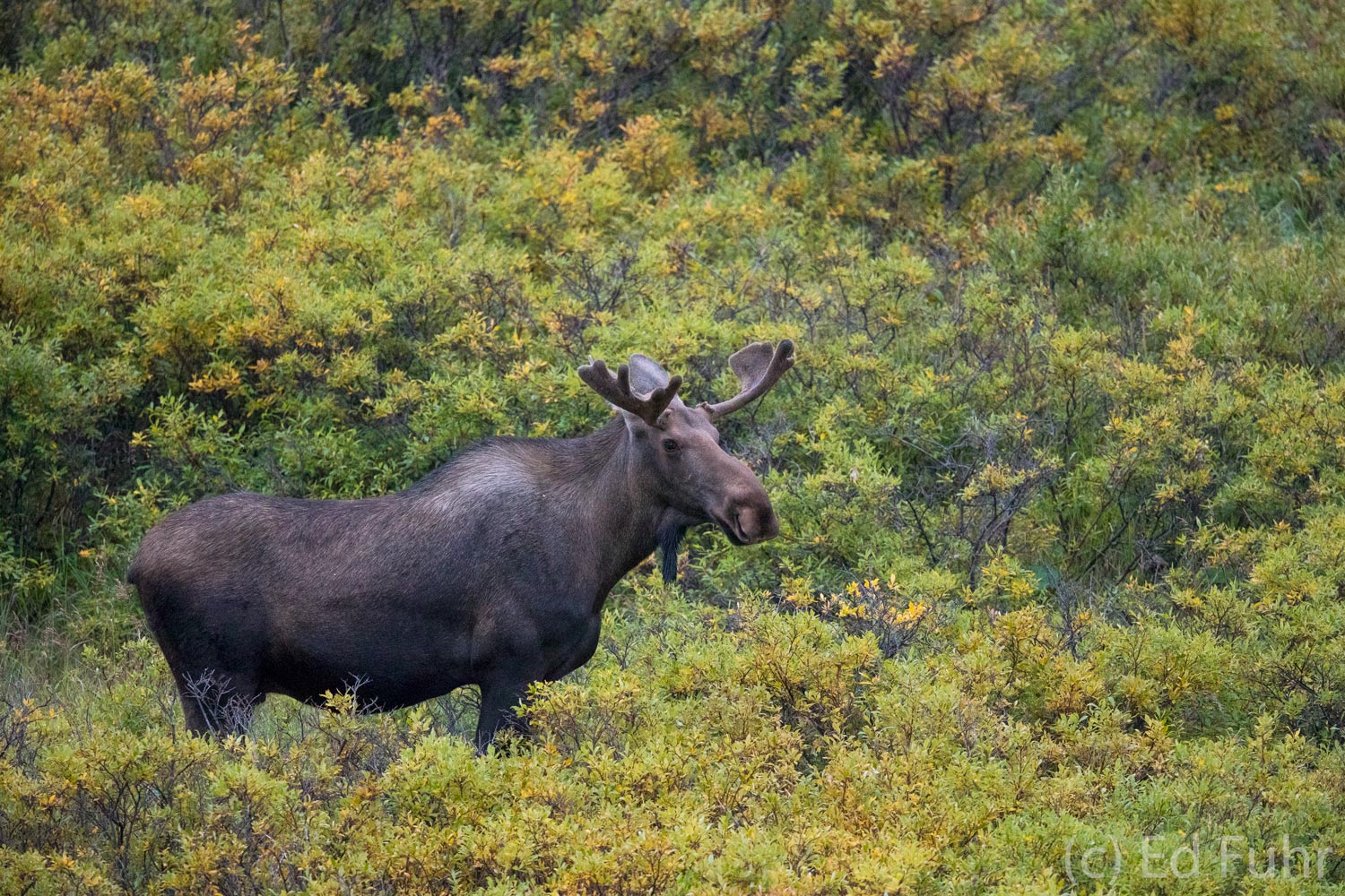 A young male moose grazes among the ubiquitous willows.