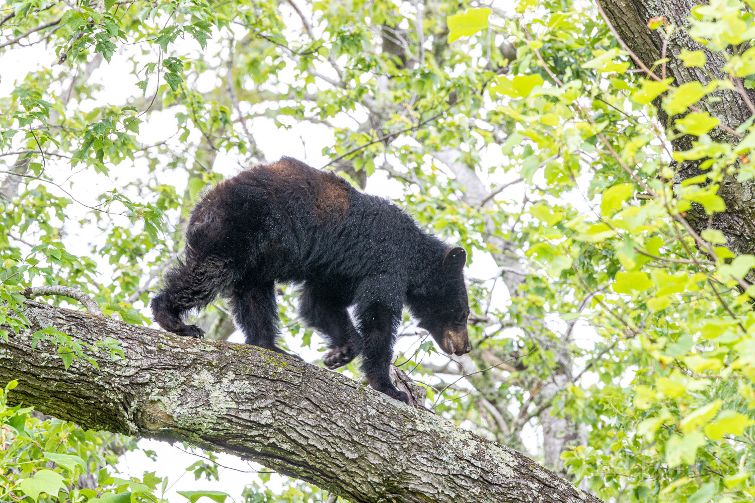 Walking the Plank After awaking from her nap, this large black bear makes her way toward her three young cubs still sleeping above her in this...