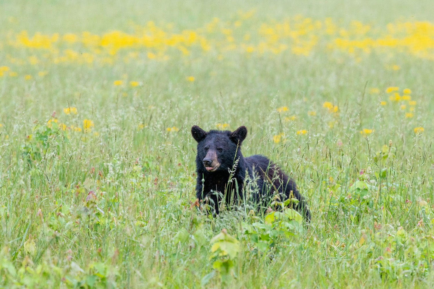 In the Meadow A black bear licks his chops and takes a quick peak from her breakfast feeding.