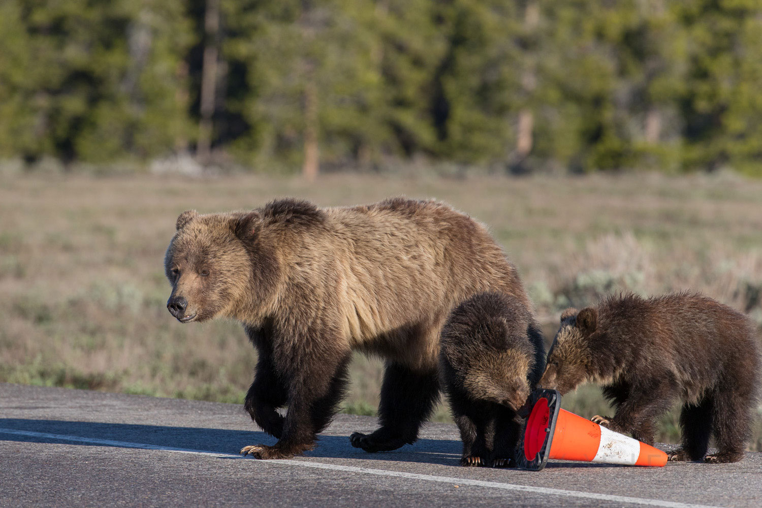 Cub Toy Grizzly bear Blondie and her two cubs inspect some traffic cones. For more than 30 minutes they wrestle with, topple, roll and...