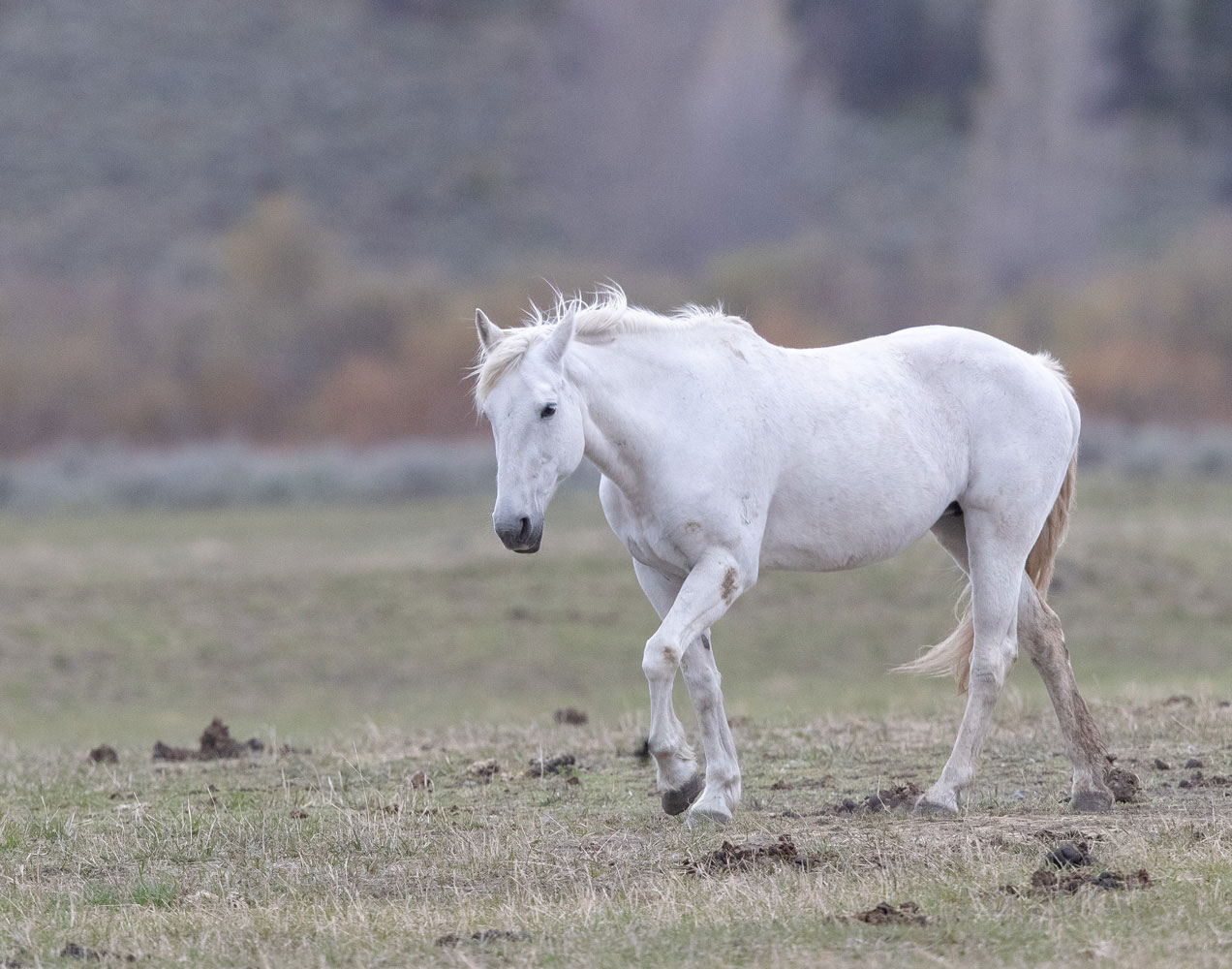 Ghost Ghost Horse