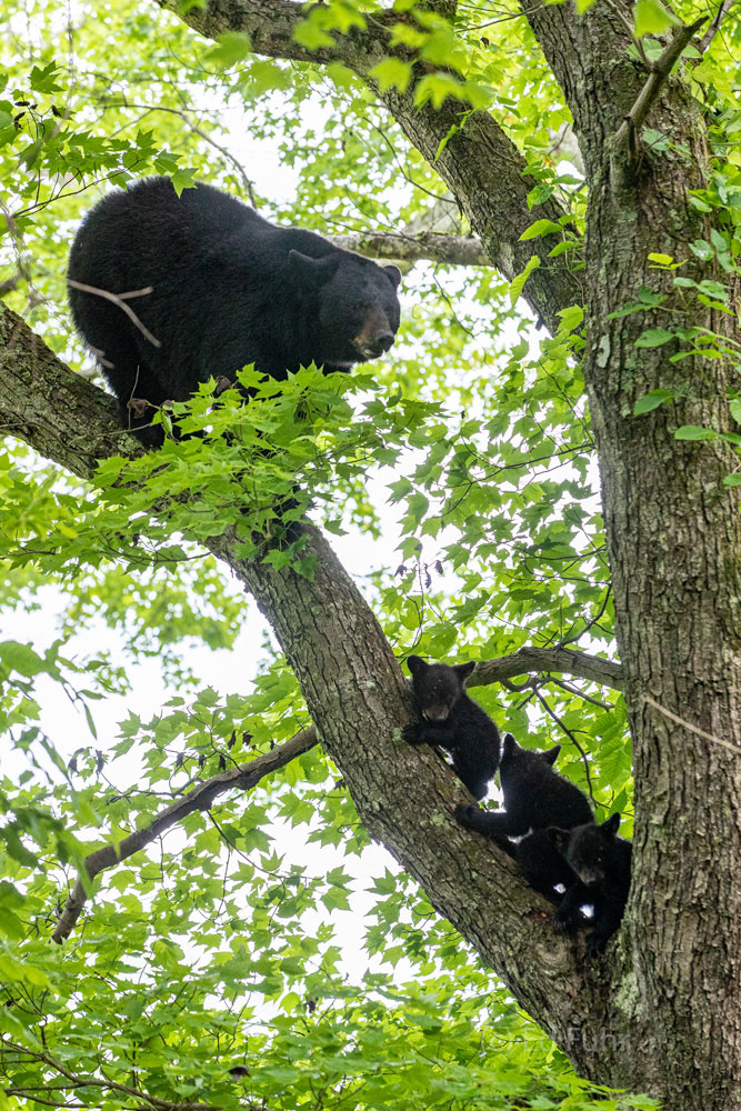 Escort A mother black bear escorts her three young baby cubs down from this tall oak tree when they have spent the night sleeping.