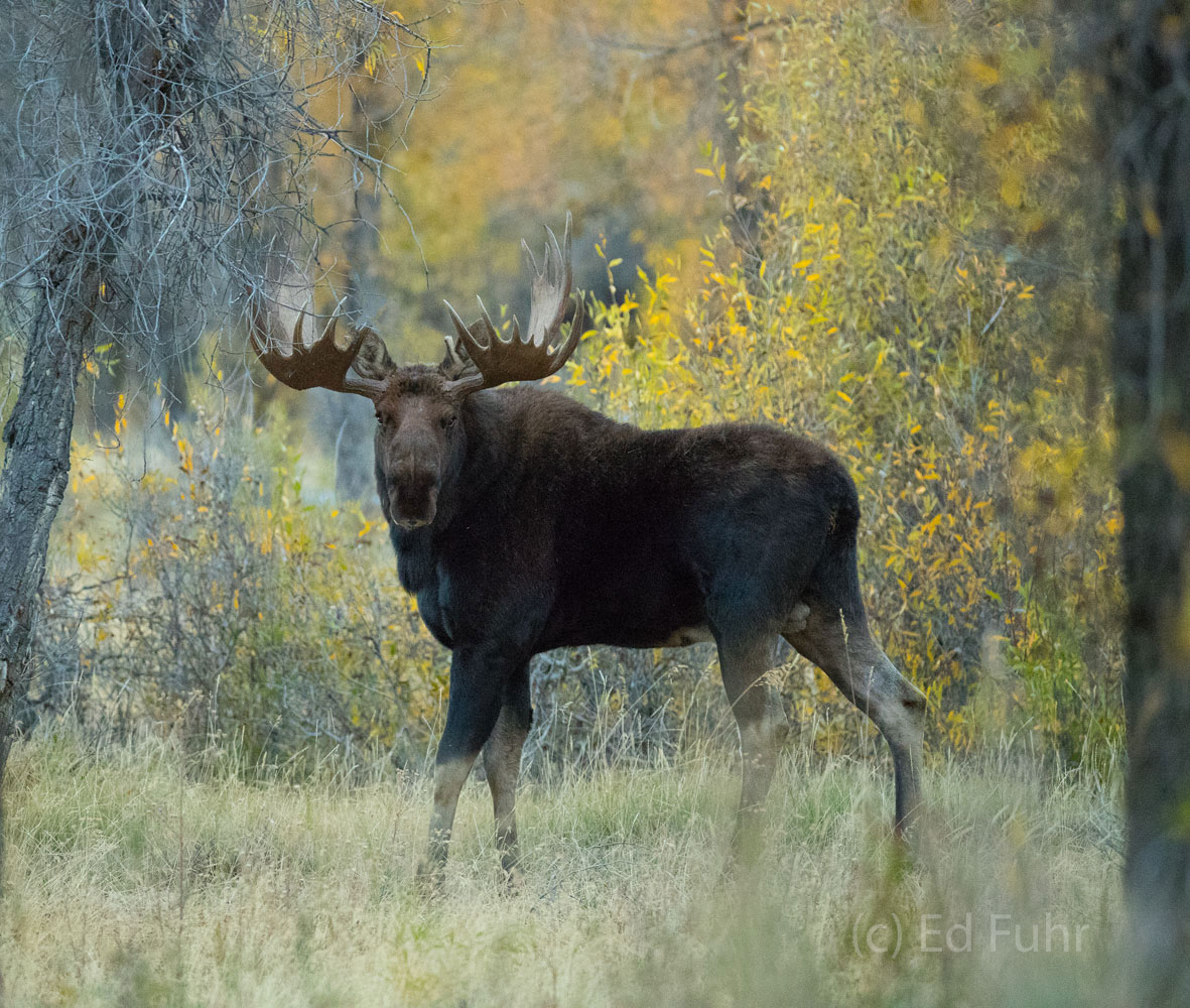 A large moose eyes warily an even larger nearby male moose.  During the rut, the moose are active and feisty, anxious to mate...