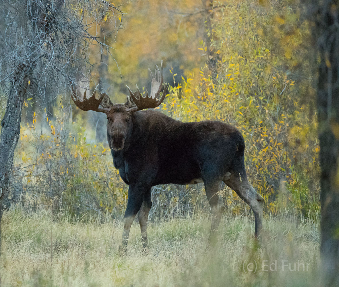 Not Big Enough A large moose eyes warily an even larger nearby male moose. During the rut, the moose are active and feisty, anxious to mate...