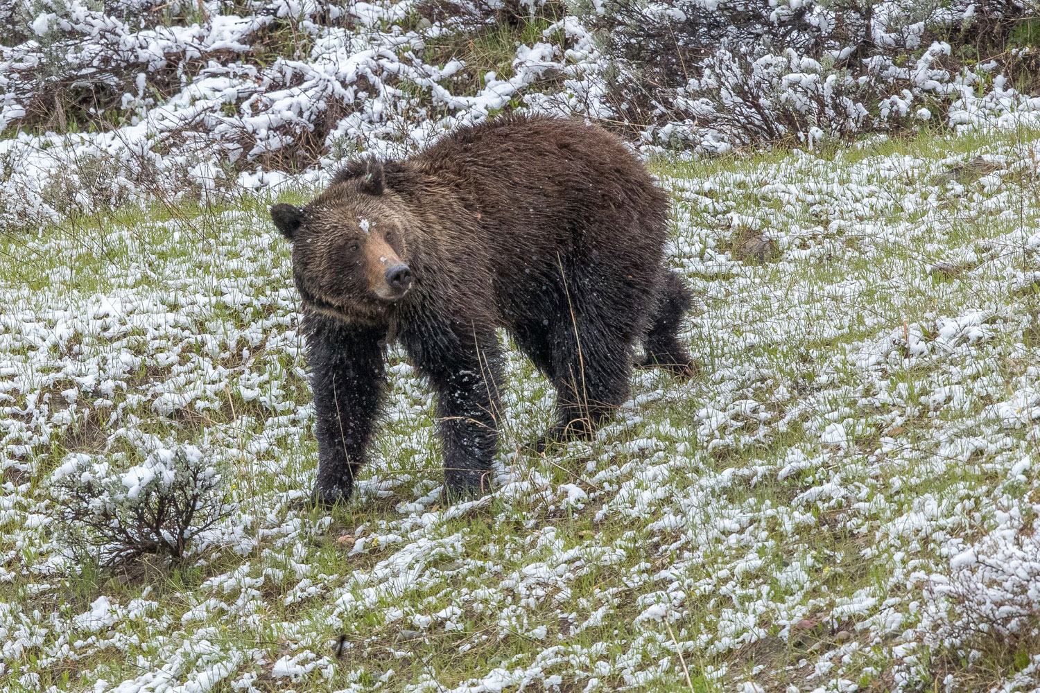 Where Is He? Felicia looks back to see why Pepper is not following more closely as falling snow sticks to her face.