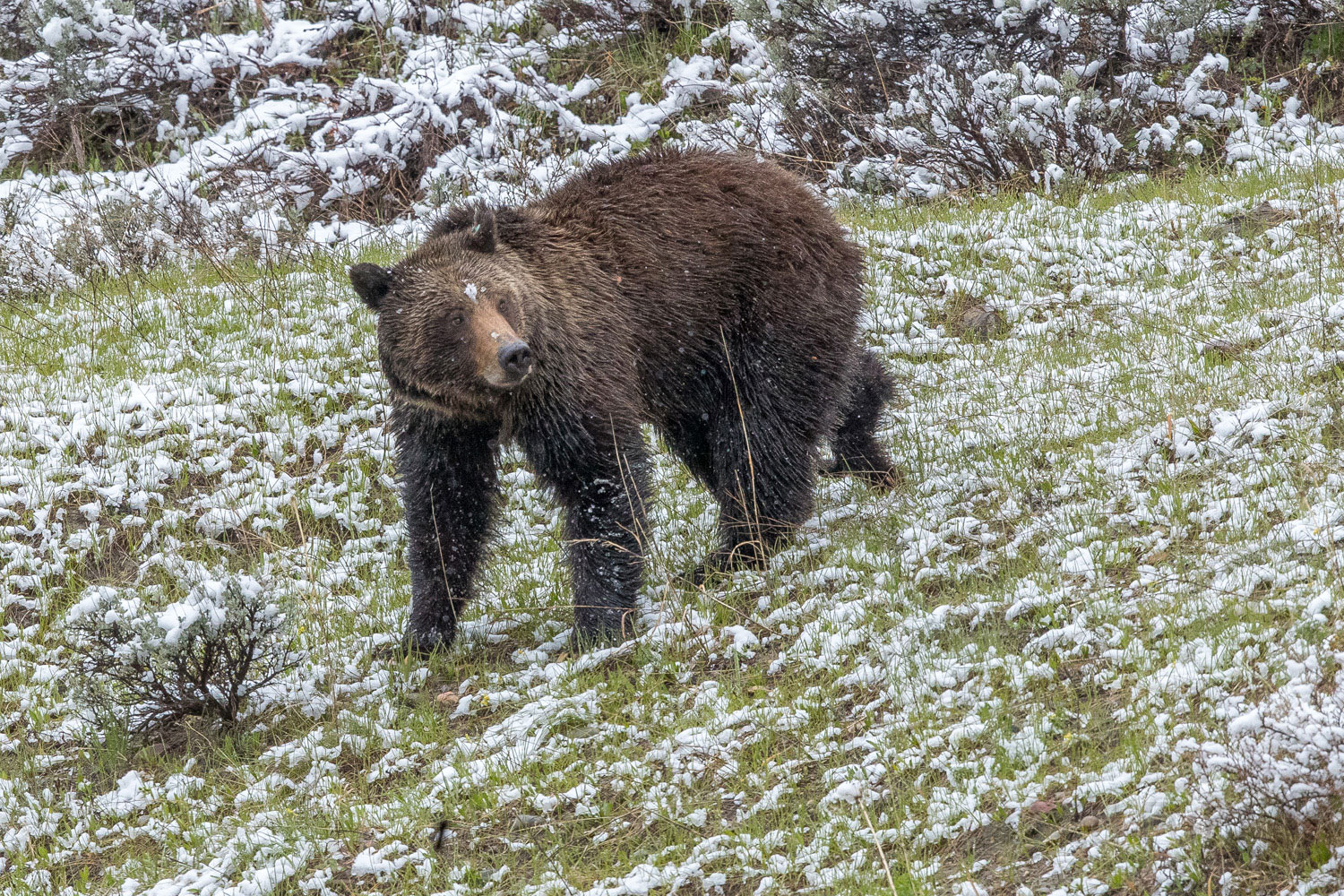 Felicia looks back to see why Pepper is not following more closely as falling snow sticks to her face.