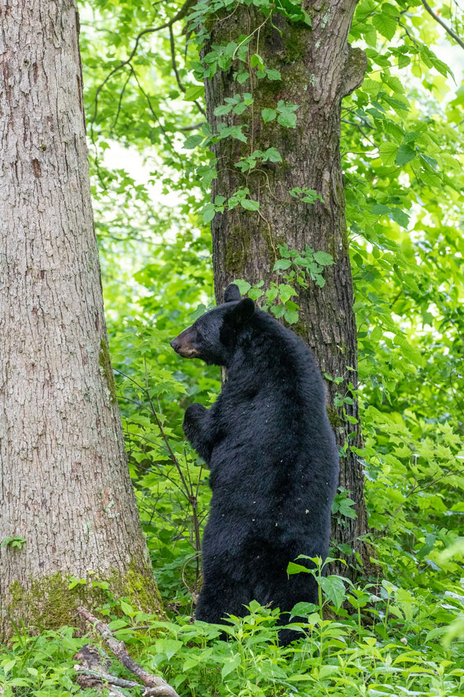 Waiting A sow black bear waits at the tree's base as her cubs slowly make their way down.