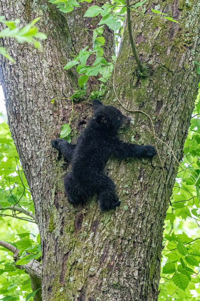Holding On A young cub seems plastered to this tree trunk, as he uses his sharp nails for a secure grip as he its slowly backs down this...