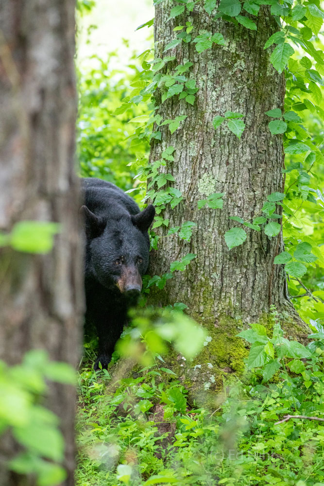 Between the Trees Mom peers between two trees as her cubs scamper down from above.
