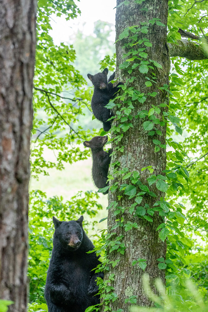 Standing Guard Like a scene from a movie, this large black bear stands watch with her cubs nearby.