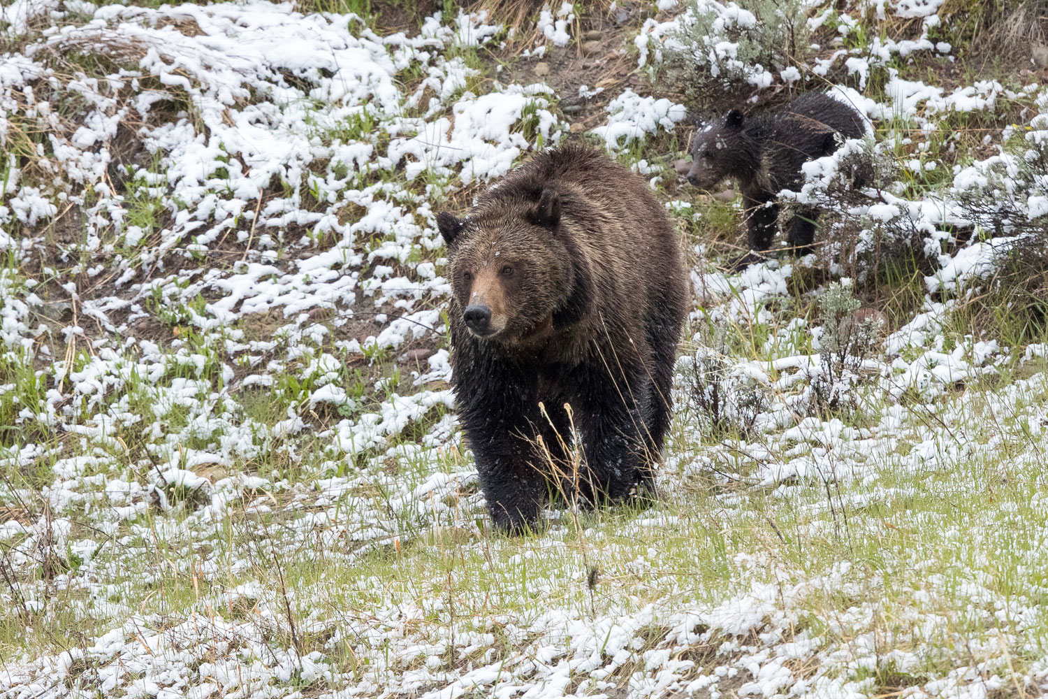 Bear Walk Felicia and Pepper make their way through the falling snow.