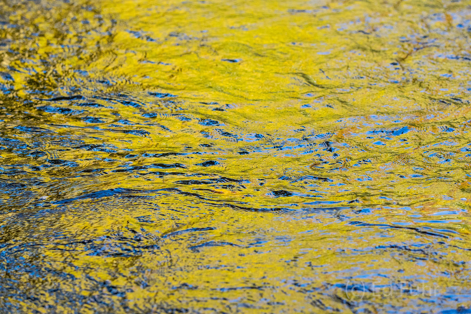 Golden greens reflect in the Little River.