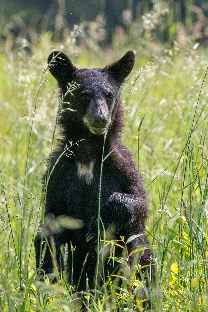 Blaze A bear cub with a bright blaze on her chest stands in a grassy meadow in search of mom.