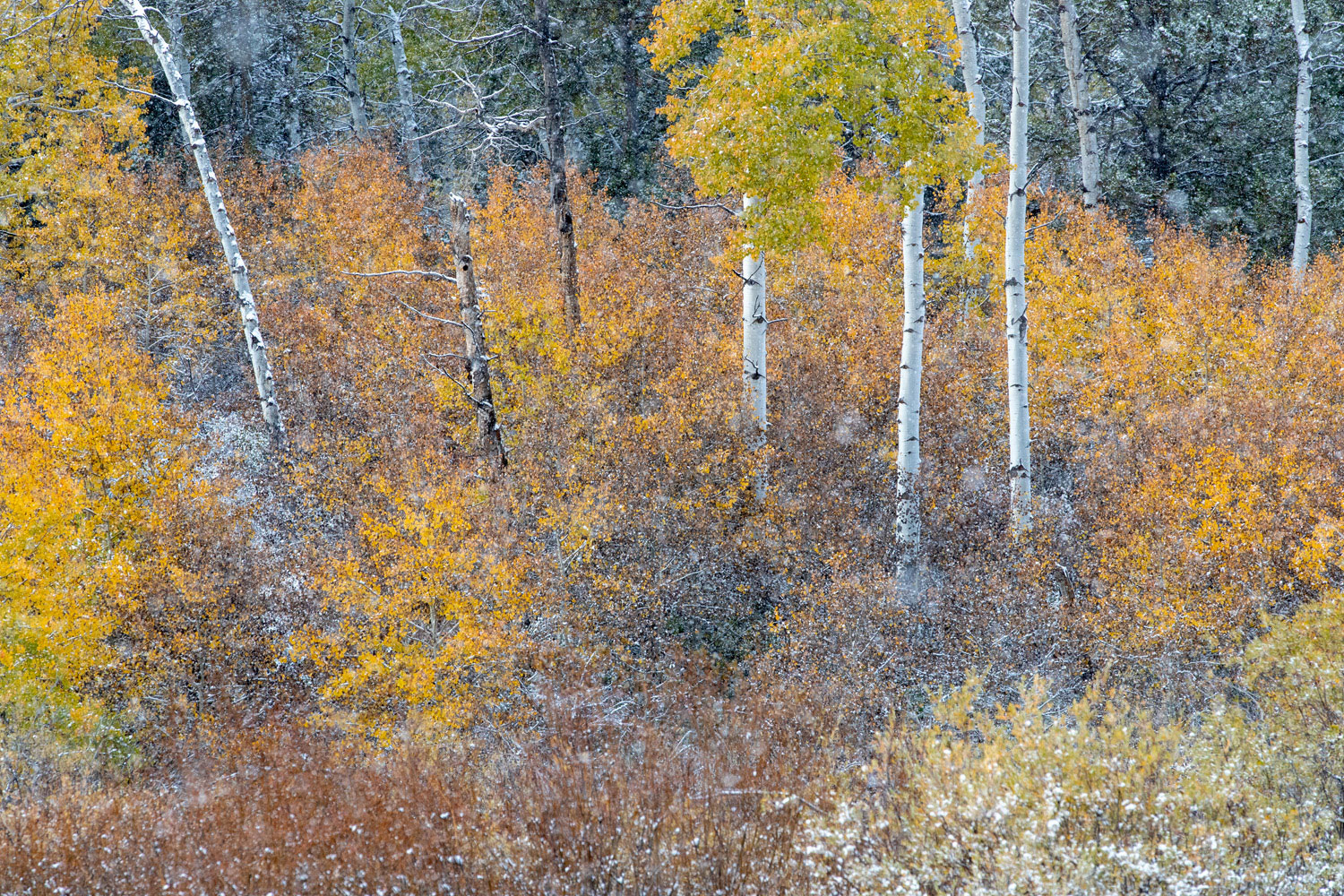 A dusting of snow provides a final piece of jewelry to the golden aspen and cottonwoods.