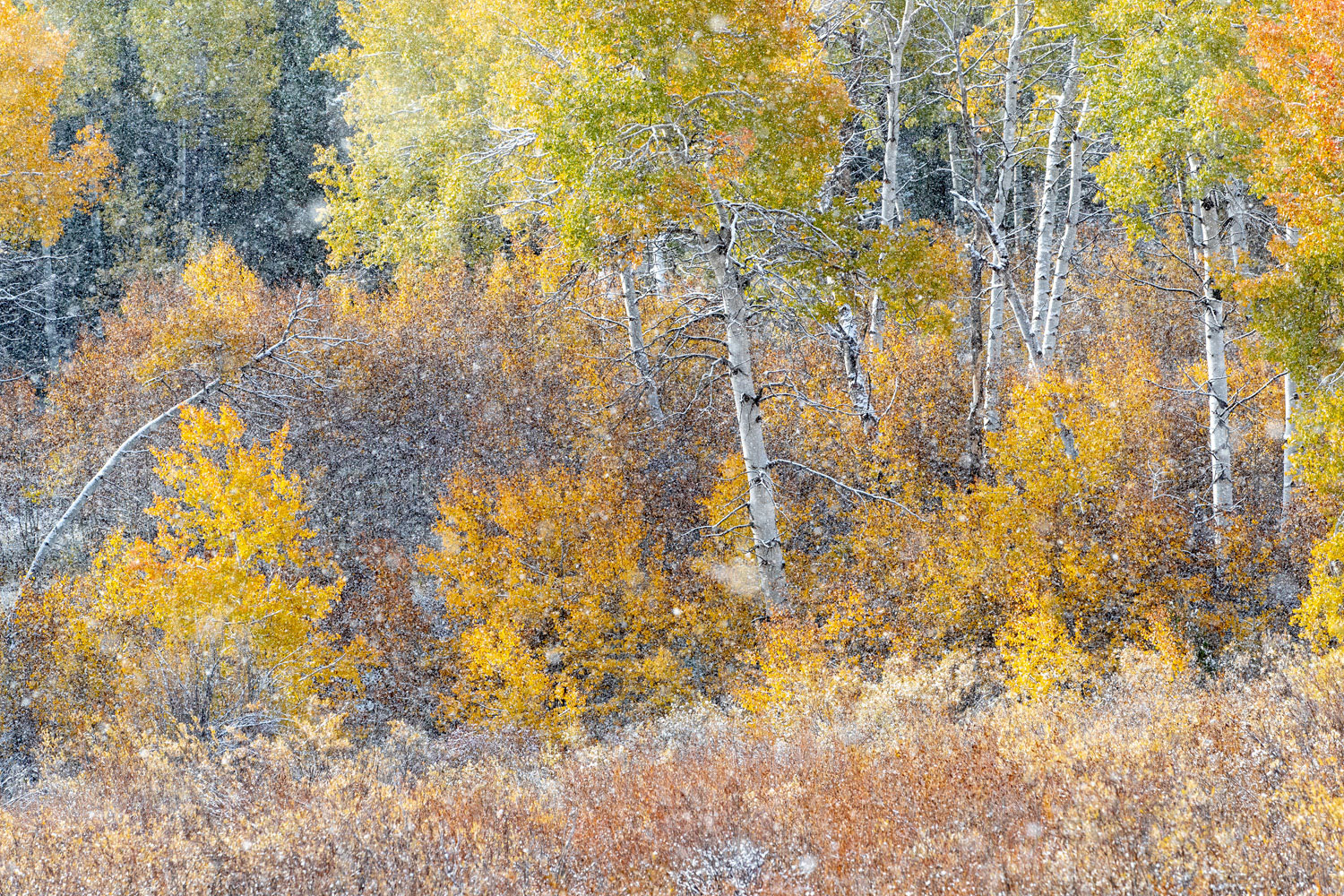 On a Quiet Side Road As autumn's colors peak in late September 2019, a squall of snow blows in, reminding that winter is just days away.