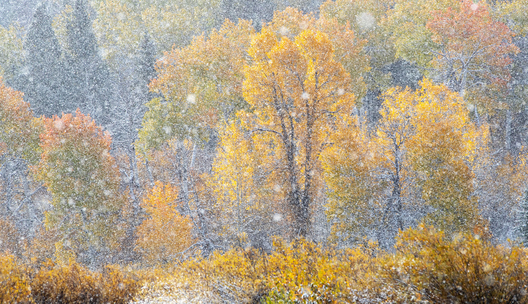 Snow Squall in Autumn Autumn's colors are always fleeting, especially in the Grand Tetons, where winter's snows are on the wind.