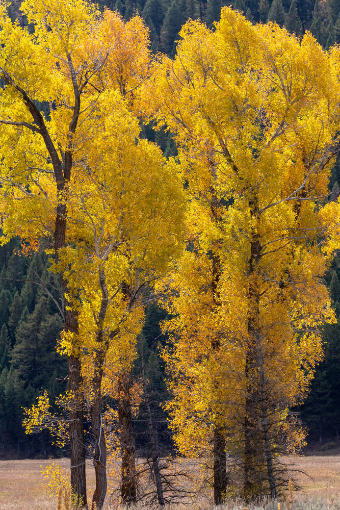 Cottonwoods glow a brilliant gold, accented by the backlight of the fading sun.