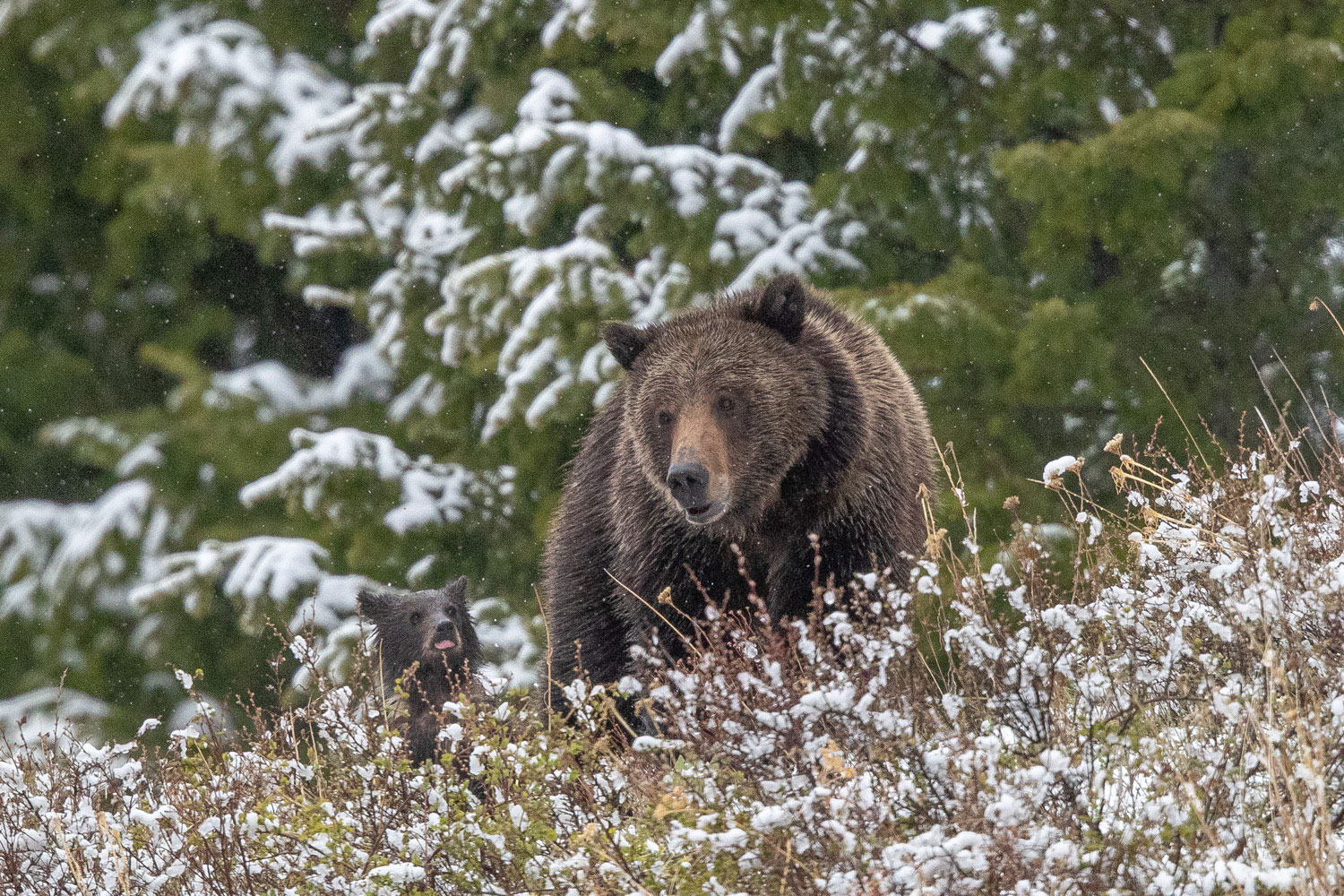 Preparing Felicia and Pepper prepare for another day in the snow.