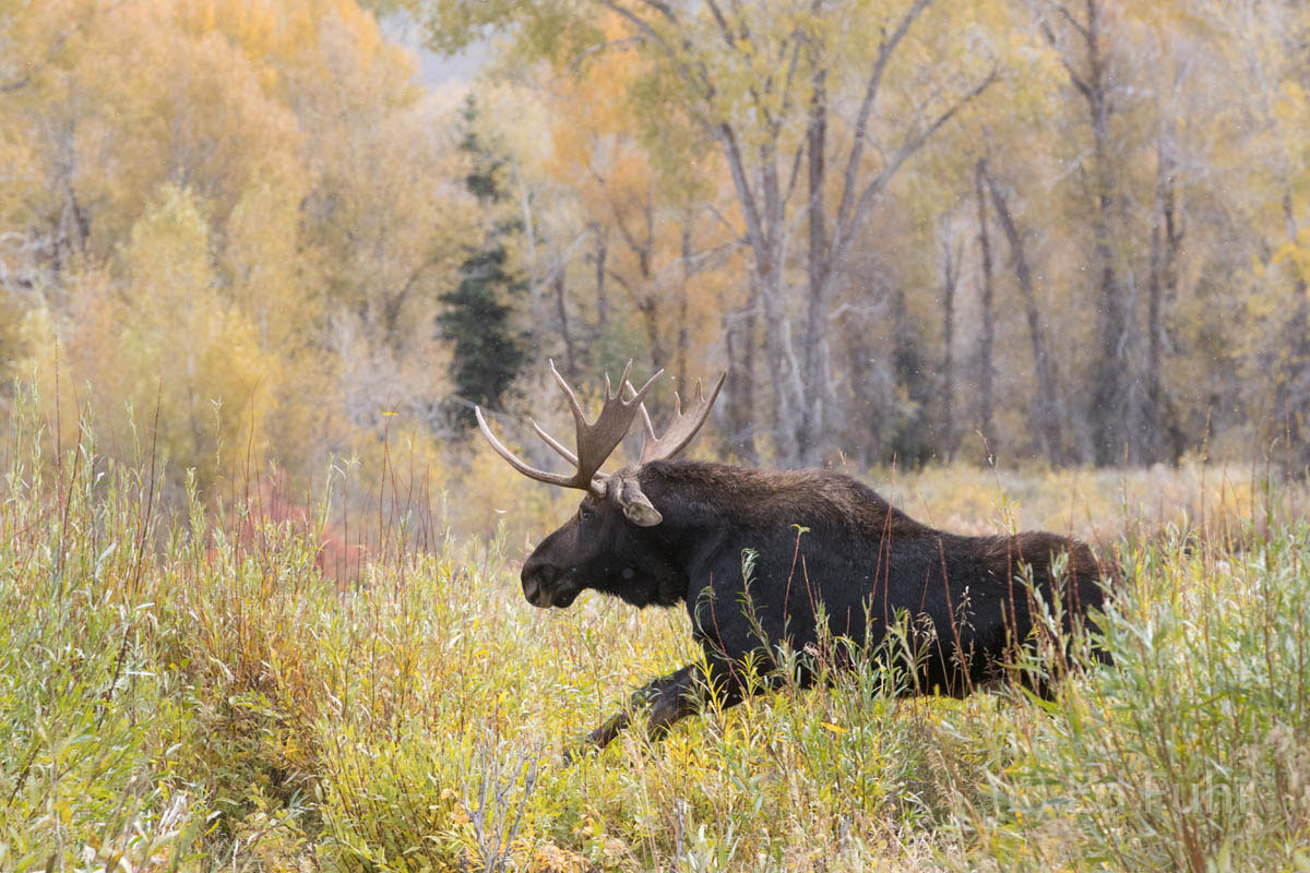 moose, autumn, , 2017, Tetons, Grand Teton