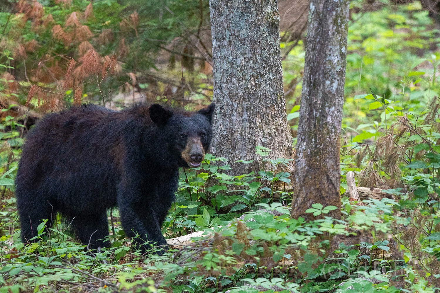 A large black sow emerges cautiously from the forest's edge.